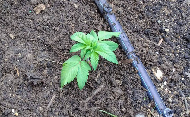 Высадка рассады в открытый грунт Росток Golosa в аутдоре