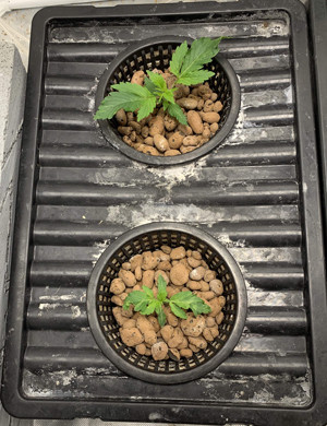 Отставание в развитии одного куста от другого Ростки в гидропонике