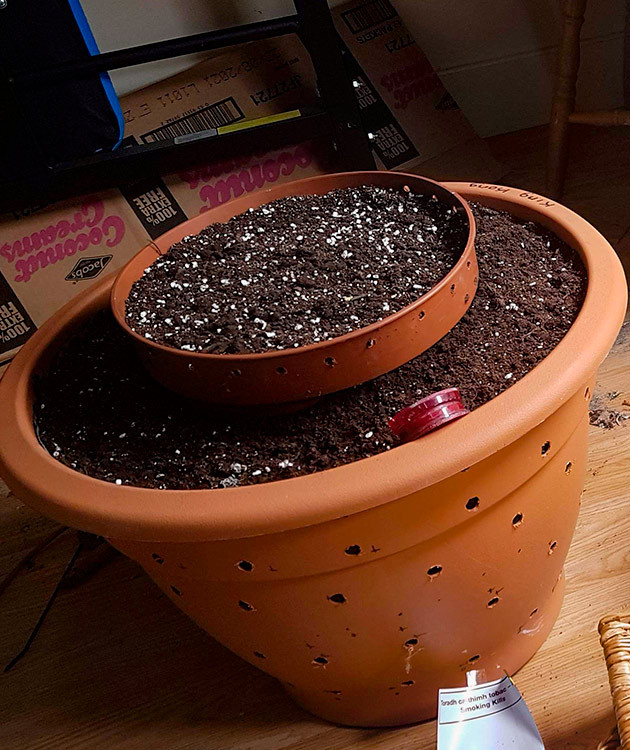 Подготовка к выращиванию Zkittlez Auto Выращивание конопли Zkittlez Auto