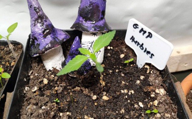 Формирование второй пары листьев