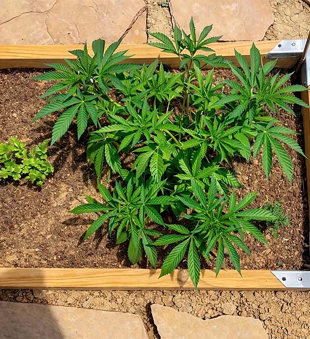 Формирование кроны конопли Развитие кустов Gorilla Glue #4 в теплице