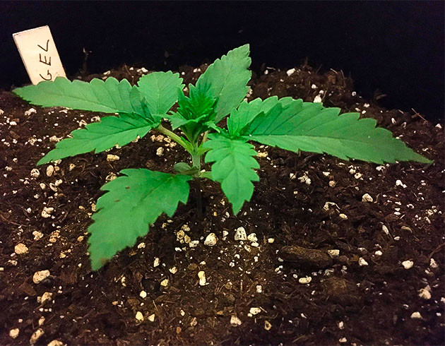 Росток Gelato Auto ростом 5 см