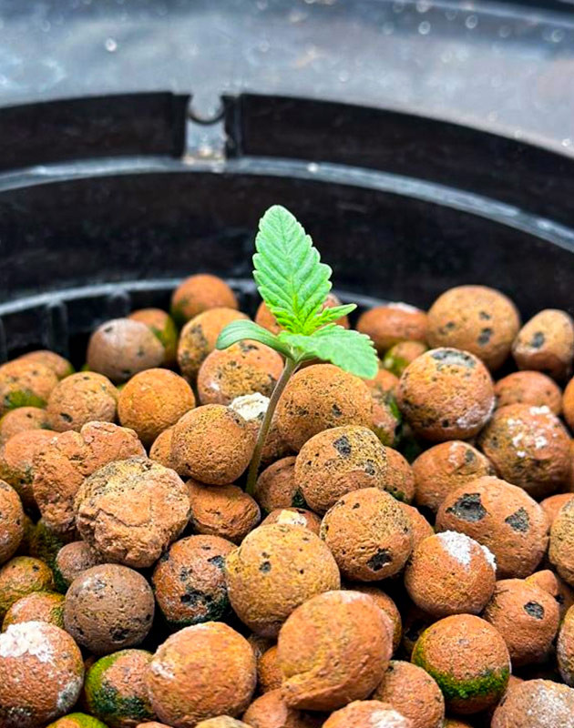 Roze Runtz дневник по выращиванию Гроурепорт сорта Roze Runtz