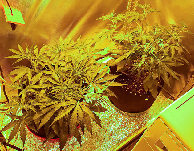 Тренировка автоцвета методом LST Небольшие кусты в боксе на этапе предцвета