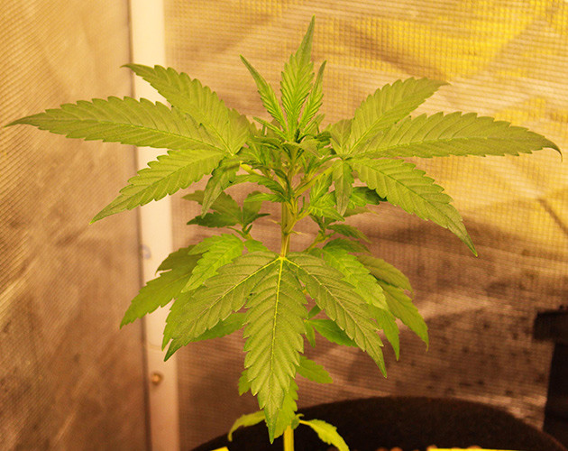 Четвертая неделя вегетации Двенадцатисантиметровый росток конопли