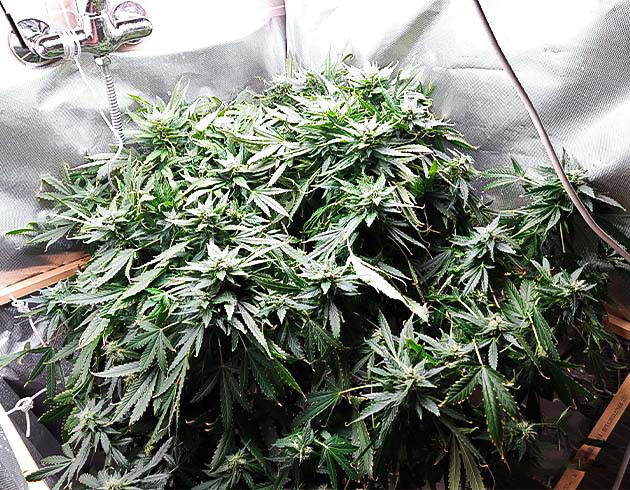 Куст ростом 60 см