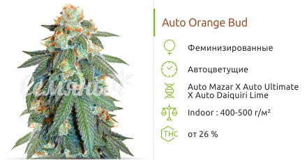 Сорт марихуаны Auto Orange Bud Auto Orange Bud от Dutch Passion