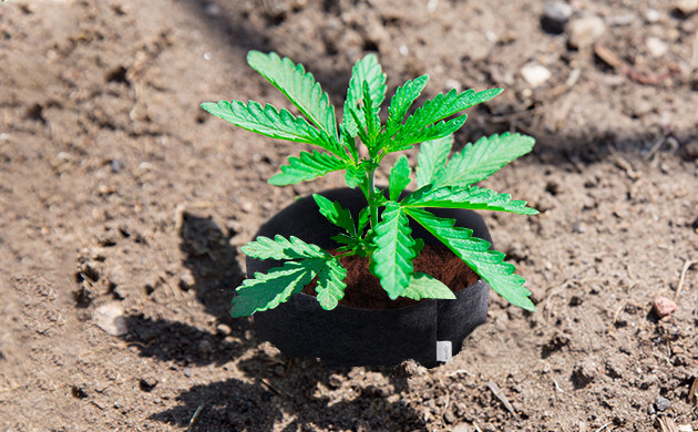 Комбинированный метод выращивнаия в аутдоре Горшок в грунте