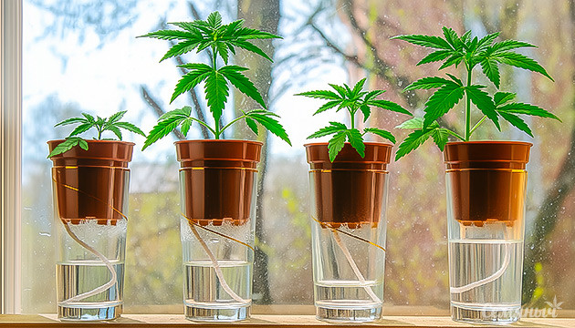 Простой способ выращивания конопли на гидропонике Фитильная гидропоника для конопли без почвы