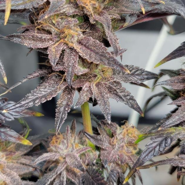 Созревание конопли Ghost Train Haze перед харвестом Почерневший куст конопли Ghost Train Haze на финальной стадии цветения