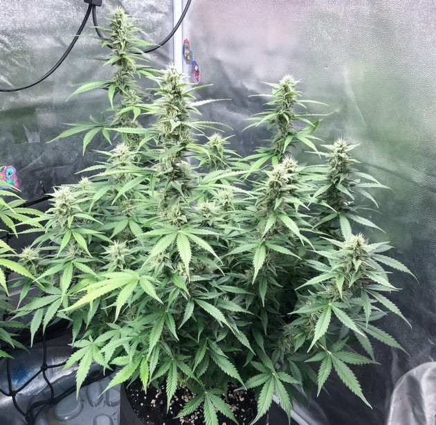 Начало цветения Pink Rozay Auto