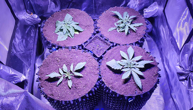 Четыре куста в горшки Airpots