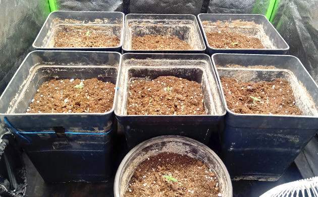 Гошки с ростками в гроубоксе