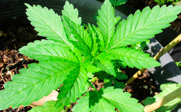 Pineapple Chunk дневник по выращиванию Гроурепорт сорта Pineapple Chunk