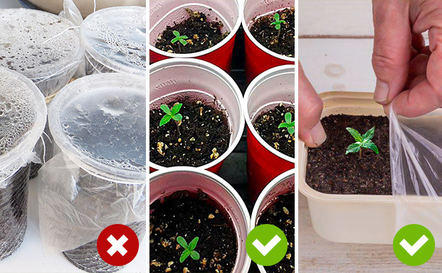 Профилактика появления грибка и плесени Регулярная проверка ростка на наличие плесени