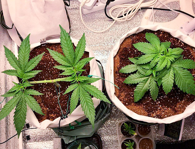 выращивание сорта конопли LSD Стимуляция роста куста LSD