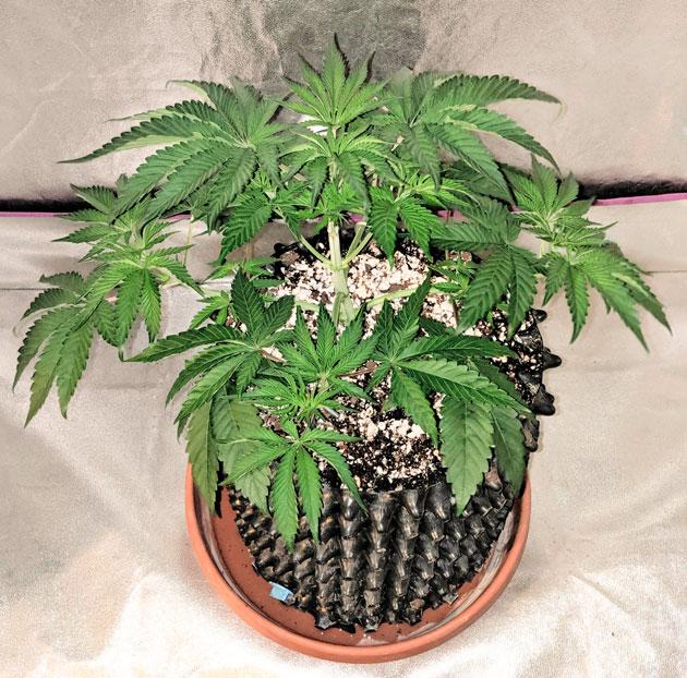 Корректировка состава удобрений Куст Sapphire OG от Humboldt Seed Organization ростом 25 см