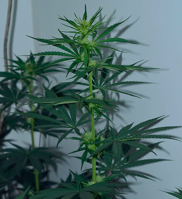 Появление терпенов конопли Применение дефолиации и HST