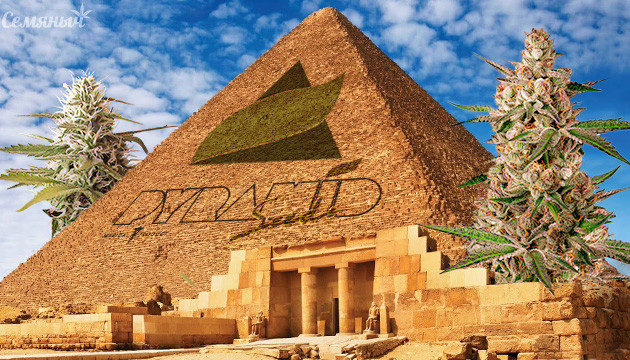 Сорта конопли от Pyramid Seeds