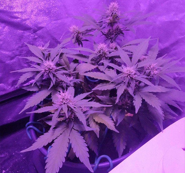 Пожелтевшие нижние листья куста