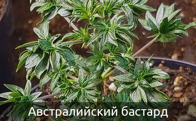 Куст конопли с множеством пучков листьев