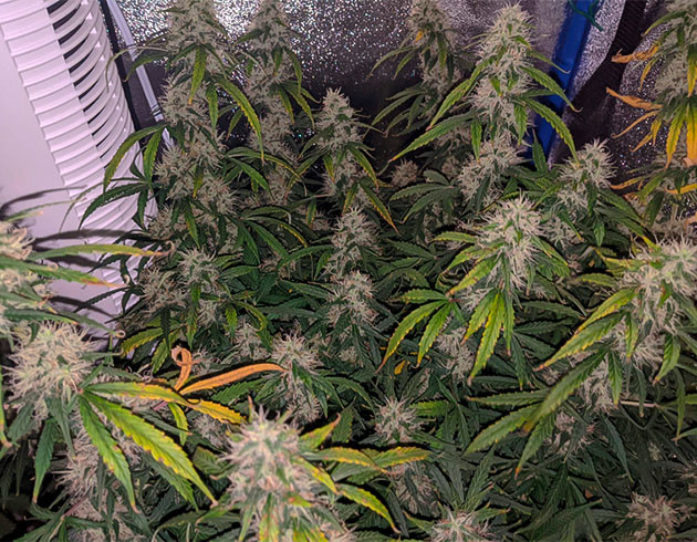 Цветение на 9 неделе Пожелтение листьев перед харвестом