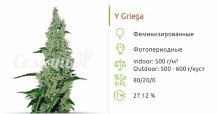 Y Griega от Medical Seeds