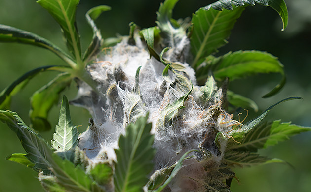 Белая гниль на кусте каннабиса Поражение шишки белой плесенью