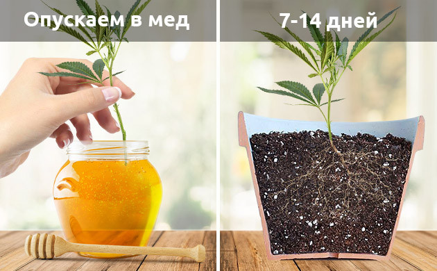 Мед в качестве корневого стимулятора Погружение черенка в мед