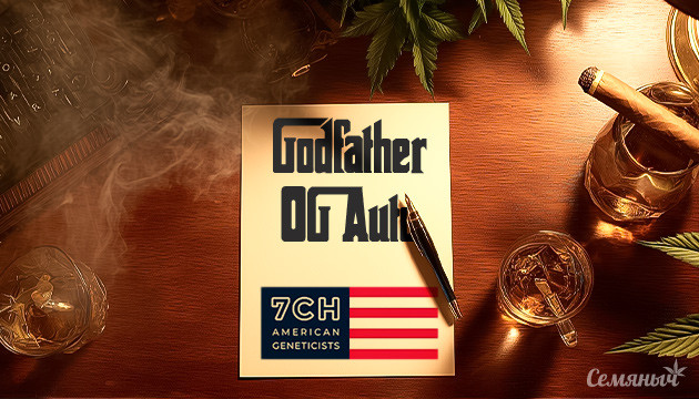 Гроурепорт сорта Godfather OG Auto от 7CH American