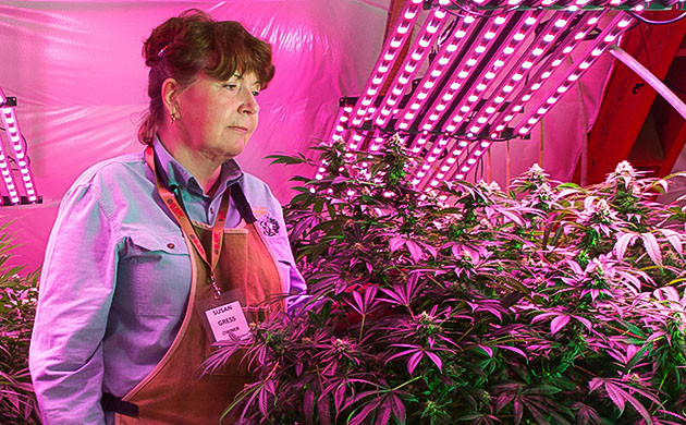 Белые кончики шишек конопли Белые соцветия каннабиса