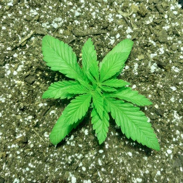 Пересадка конопли в большие ведра Рост марихуаны 10 см