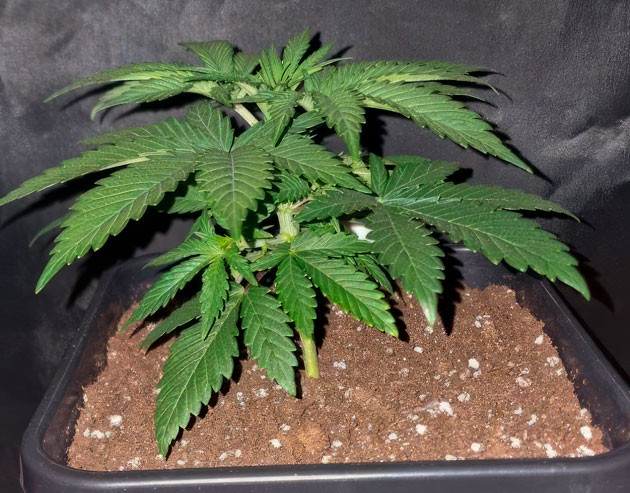 Пересадка марихуаны в горшок 3 неделя роста каннабиса