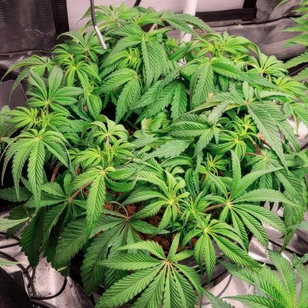 Первые пестики Ghost Train Haze Ghost Train Haze на старте цветения