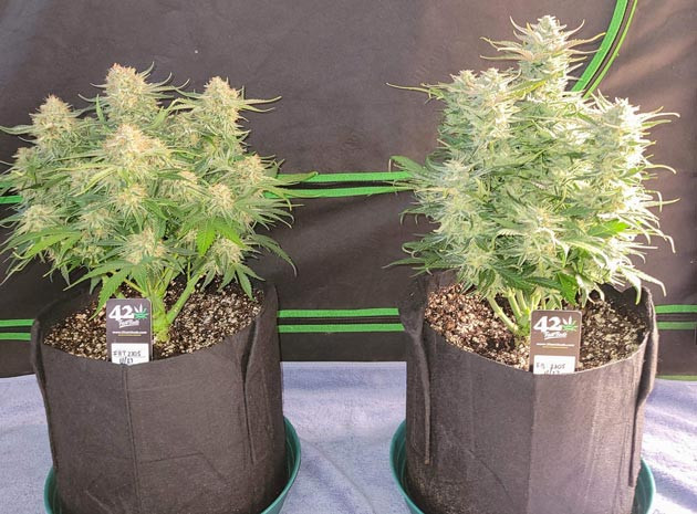 Фиолетовые оттенки Ztrawberriez Auto Уменьшение удобрений Ztrawberriez Auto