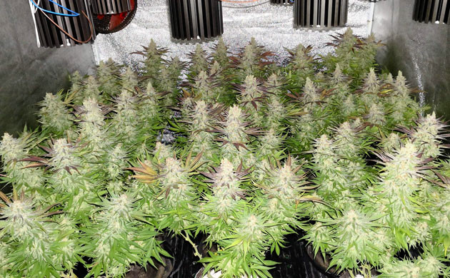 Кусты Jack 47 Auto перед харвестом Кусты с плотными шишками