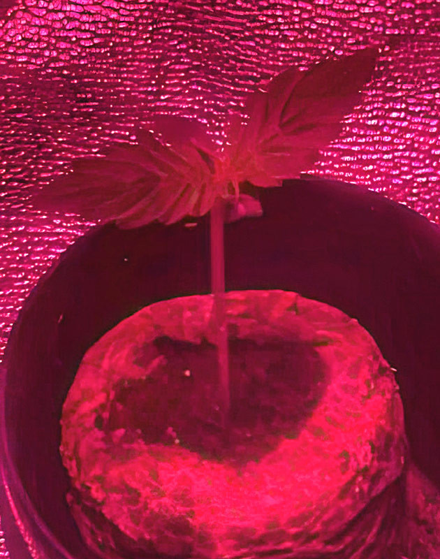 Росток сорта Strawberry Banana Auto