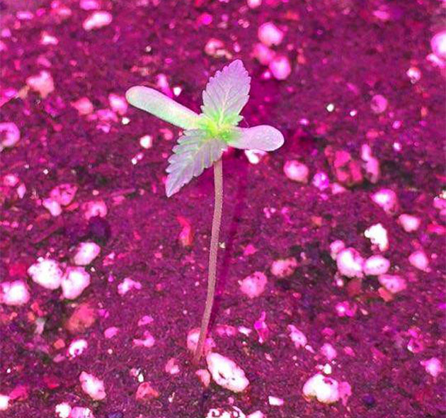 Первые шаги в выращивании Euforia X Старт выращивания: Euforia X от Семяныча