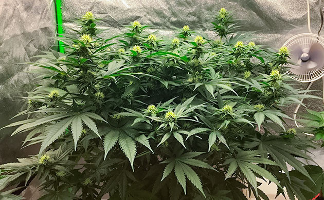 Состояние корней Critical Kush Пятна на листьях куста Critical Kush