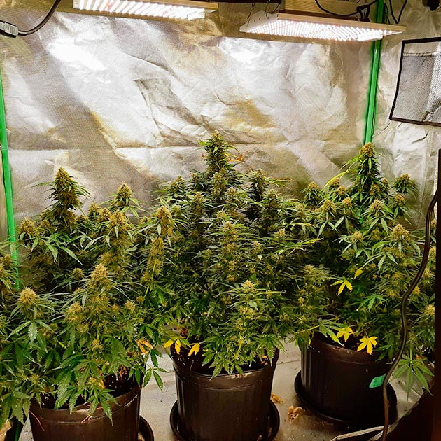 Подготовка к харвесту конопли Scout Cookies Auto подготовка к харвесту Scout Cookies Auto