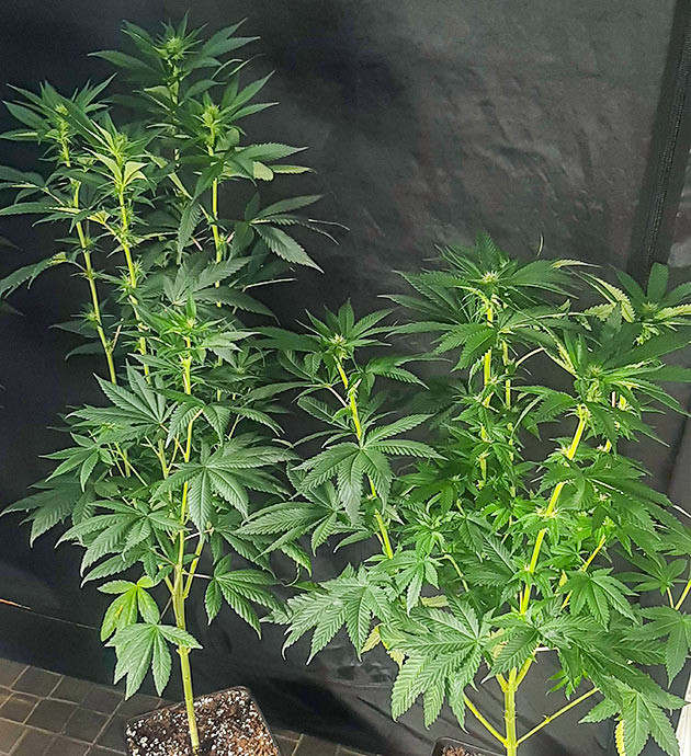 Дефолиация растений на 11 неделе роста Кусты конопли с обрезанными листьями