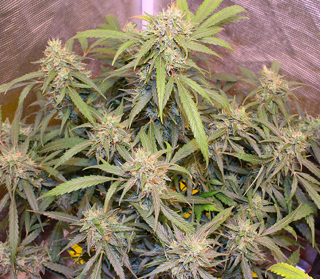 Появление фиолетового оттенка на 10 неделе Смена цвета листьев на фиолетовый