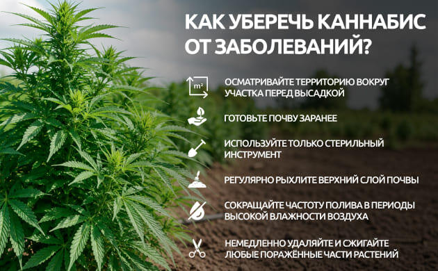 Как защитить каннабис от болезней в аутдоре Профилактика заболеваний конопли в открытом грунте