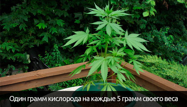 Количество кислорода производящее коноплей