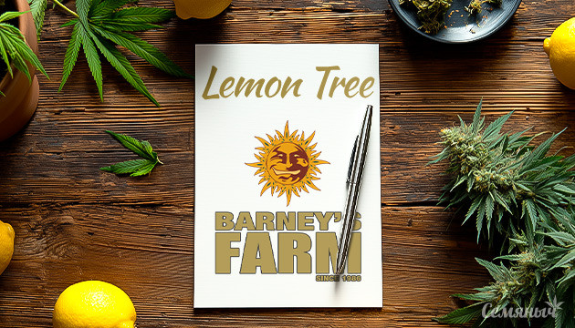 Выращивание сорта марихуаны Lemon Tree от Barney's Farm Гроурепорт сорта Lemon Tree от Barney's Farm