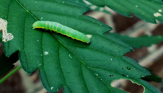 Гусеница на листе