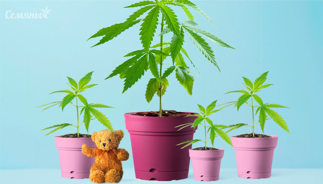 Материнское растение каннабиса Материнское растение и клоны