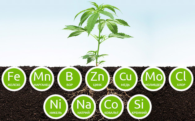 Микроэлементы для здоровья конопли Важность химических веществ для конопли