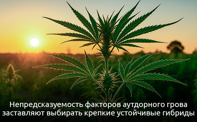 Гровинг под открытым небом Сорта для открытого грунта