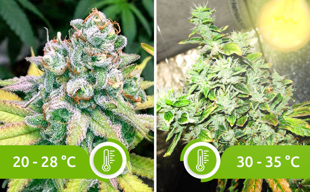 Оптимальная и повышенная температуры для развития конопли Появление лисьего хвоста от температурного стресса